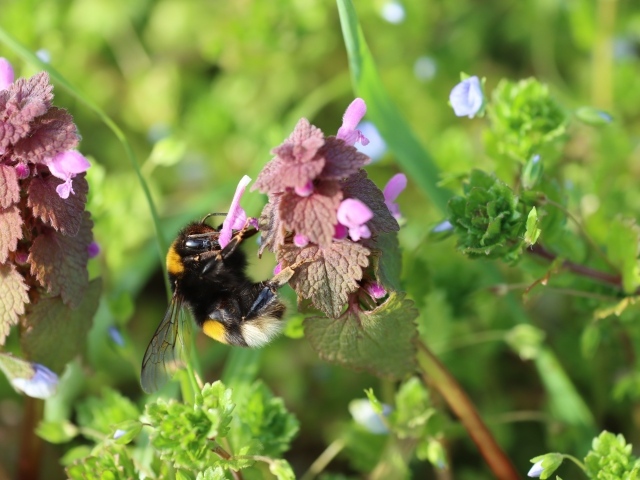 Шмель сидит на розовом цветке крапивы