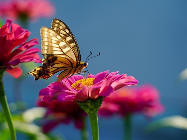 Бабочка махаон на розовом цветке циннии 