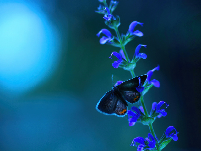 Бабочка сидит на голубом цветке