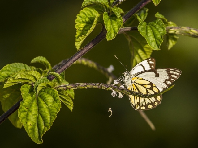Бабочка сидит на ветке с зелеными листьями