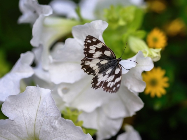 Бабочка сидит на белом цветке петунии