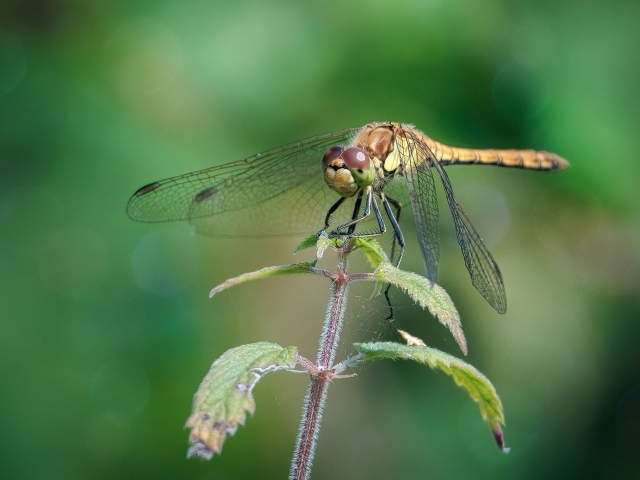 Стрекоза сидит на растении с зелеными листьями 