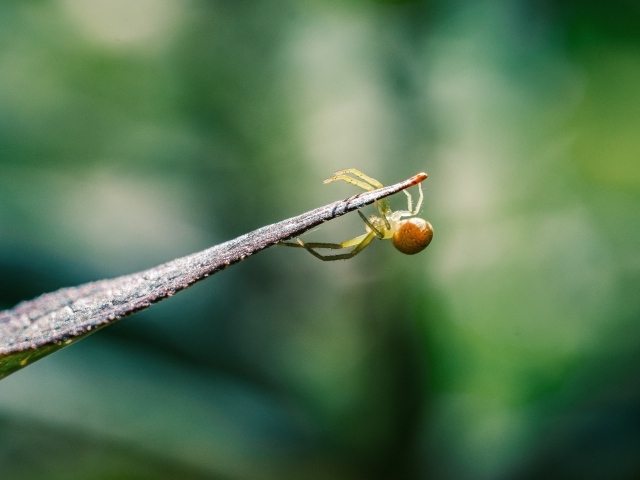 Зеленый паук висит на листе