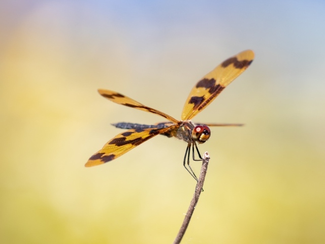 Большая стрекоза сидит на ветке крупным планом