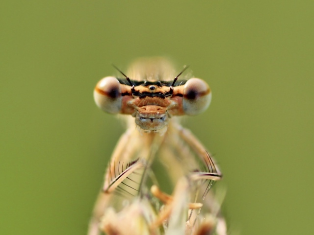 Большие глаза стрекозы крупным планом