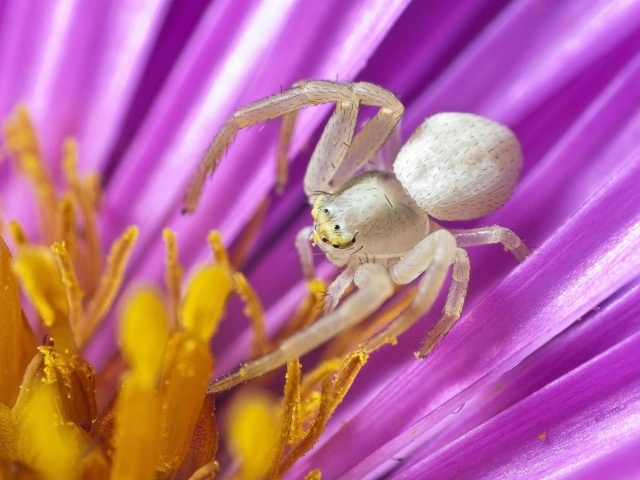 Большой серый паук в середине цветка тюльпана