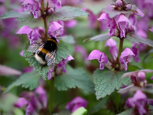 Маленький шмель на розовых цветах крапивы