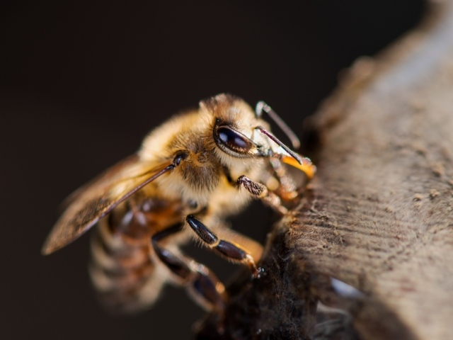Маленькая медоносная пчела крупным планом
