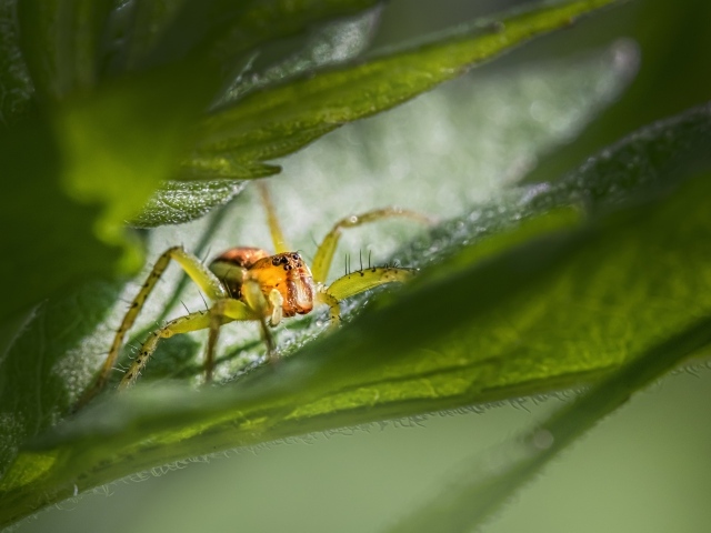 Маленький паук прячется в зеленых листьях