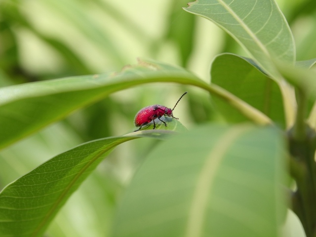 Красный жук сидит в зеленых листьях