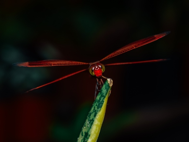Красная стрекоза сидит на траве