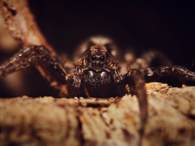 Паук крупным планом на черном фоне