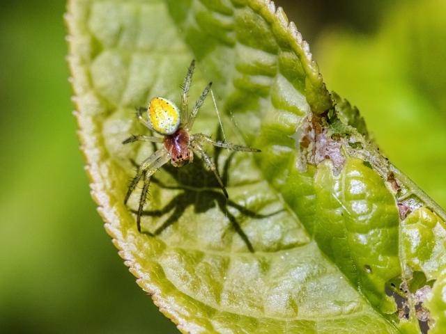 Паук плетет паутину на зеленом листке
