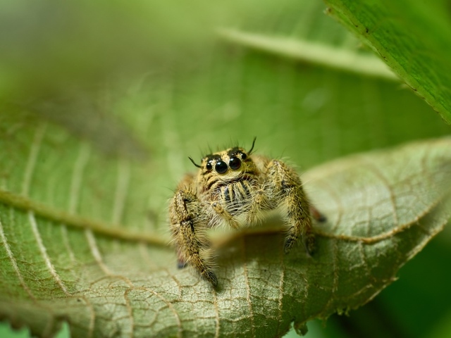 Паук с черными глазами сидит на листе