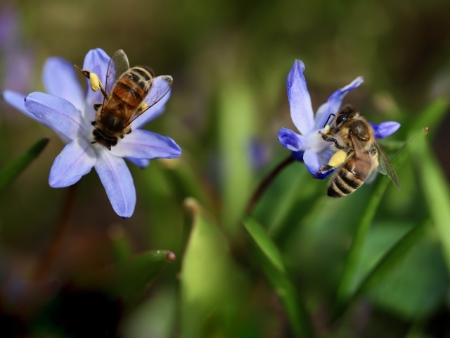 Две пчелы сидят на голубых цветках пролеска