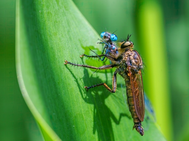 Две стрекозы на зеленом листе