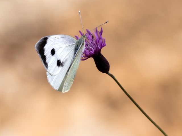 Белая бабочка сидит на цветке на коричневом фоне