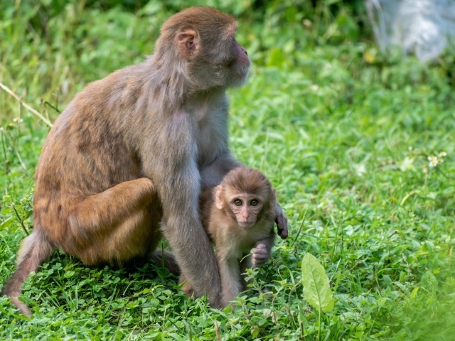 Большая обезьяна с детенышем на зеленой траве