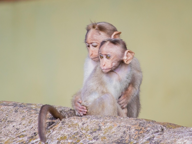 Две маленькие обезьяны на камне