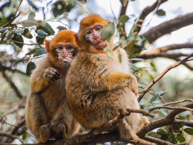 Две обезьяны сидят на ветке дерева