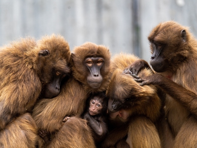 Теплые отношения семьи обезьян