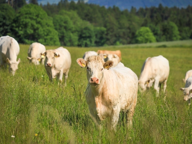 Стадо коров пасется на зеленой траве
