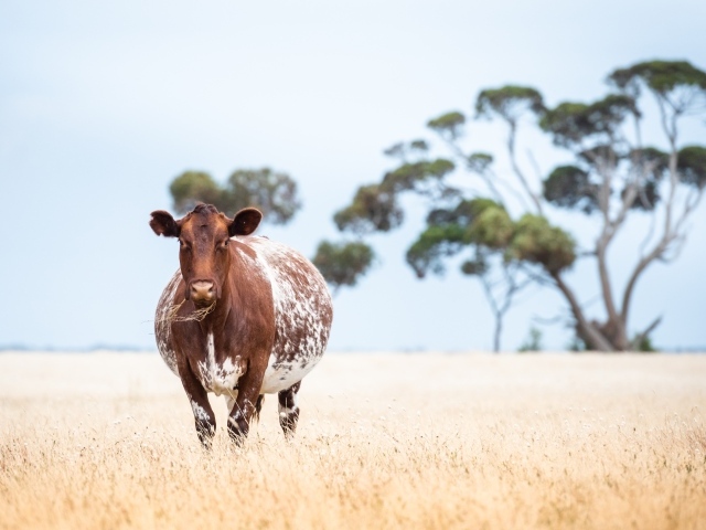 Большая коричневая корова на поле