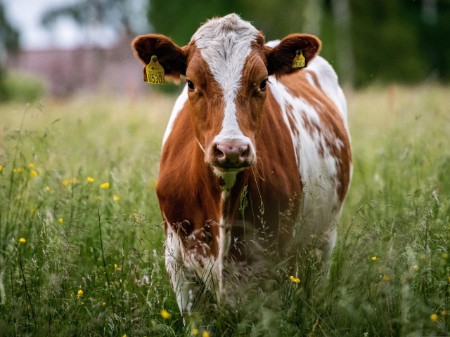 Большая корова в зеленой траве