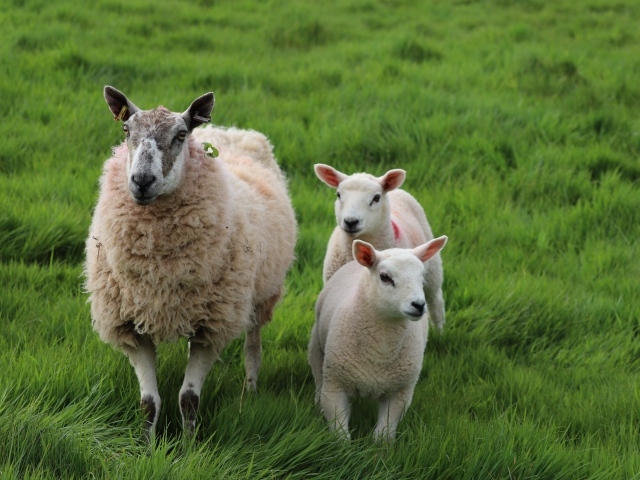 Большая овца с детенышами на траве
