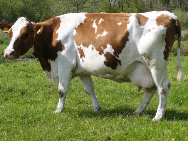 Большая белая корова с коричневыми пятнами