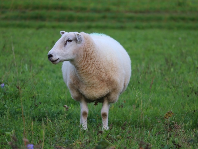 Большая белая овца на зеленой траве 
