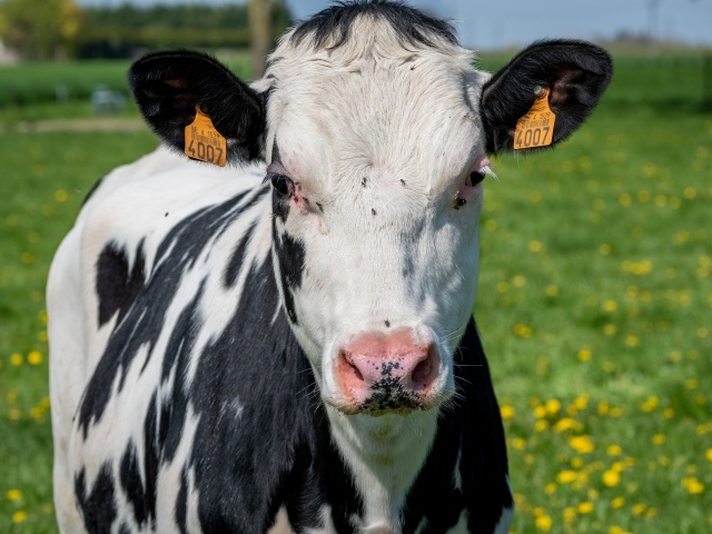 Домашняя черно-белая корова на поле