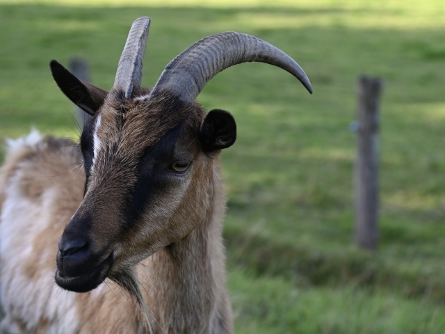Домашняя коричневая коза с острыми рогами