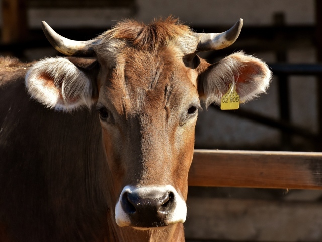 Домашняя корова с меткой в ухе 