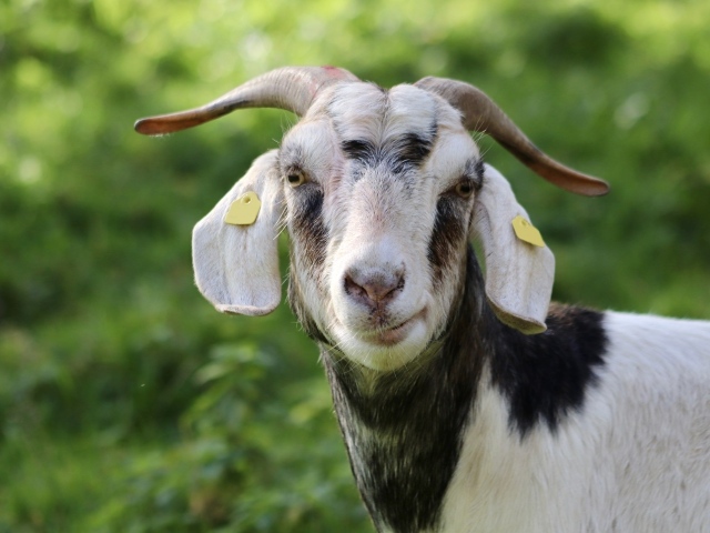 Домашняя коза с рогами