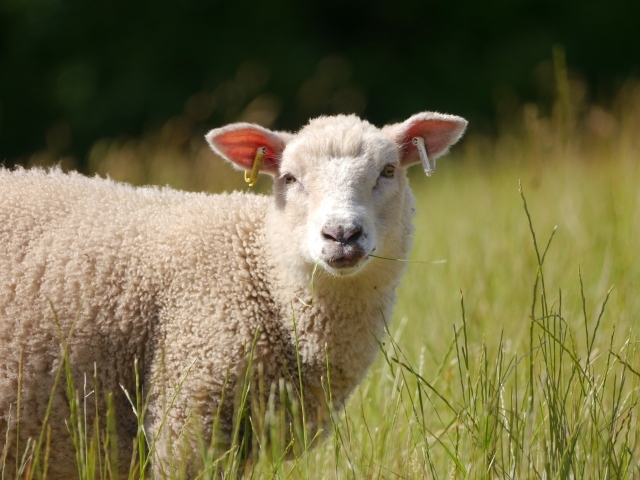 Домашняя овца на поле с зеленой травой
