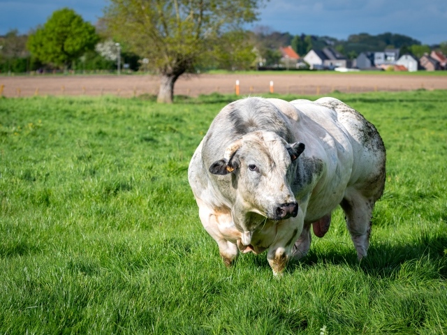 Огромный белый бык на зеленой траве