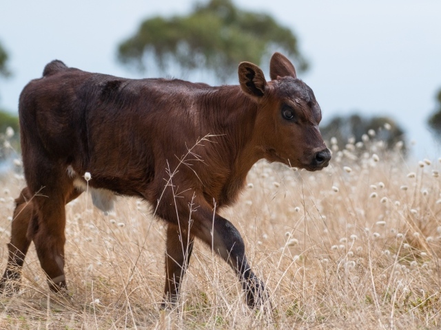 Маленький коричневый теленок на траве