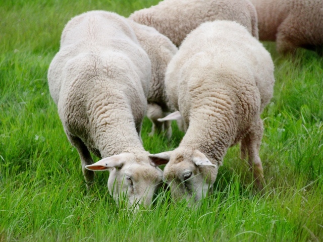 Овцы пасутся на зеленой траве
