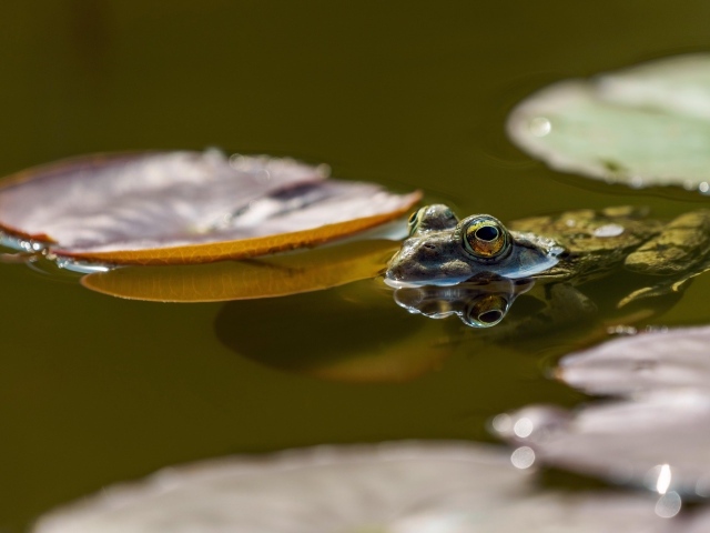 Лягушка сидит в пруду с листьями водяной лилии 