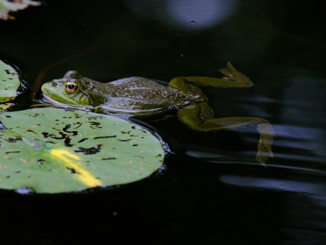 Лягушка плавает в пруду с зелеными листьями
