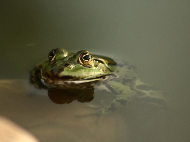 Зеленая лягушка высунула глаза из воды