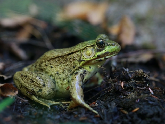 Большая зеленая жаба на земле
