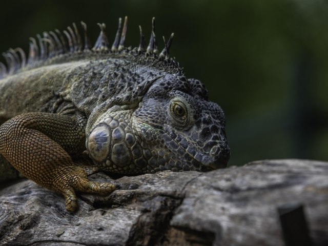 Большая игуана на старом дереве