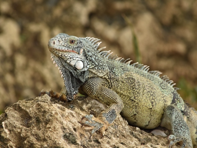 Большая игуана сидит на камне
