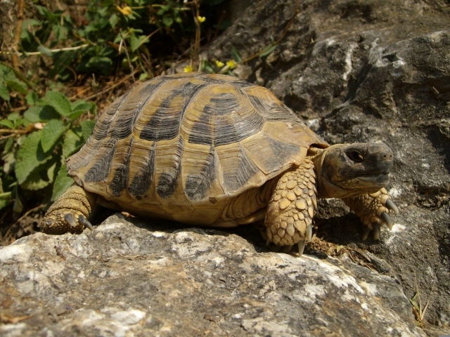 Большая черепаха сидит на камне