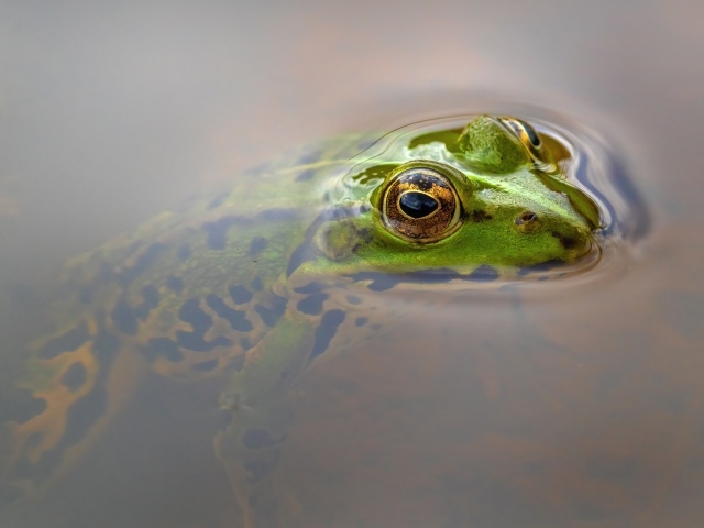 Зеленая лягушка прячется в воде