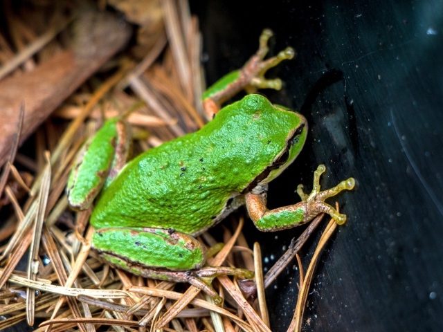 Зеленая лягушка сидит на траве 