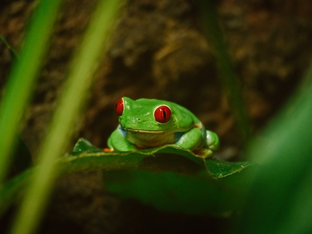 Зеленая лягушка с красными глазами сидит в листьях