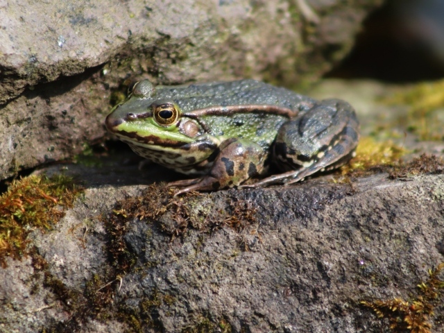 Зеленая прудовая лягушка на камне